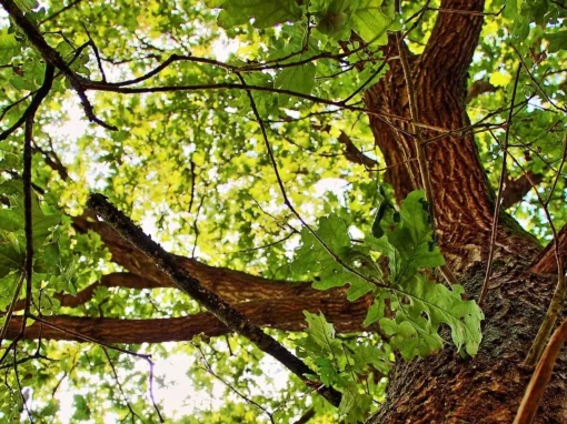 Understanding the EUDR Impact for US Wood Product Suppliers Understanding the EUDR Impact for US Wood Product Suppliers