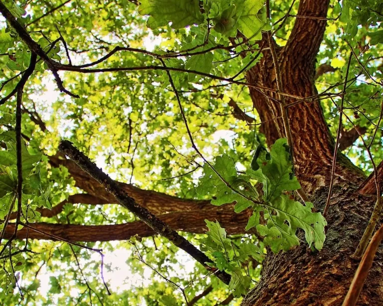 View looking up through green hardwood tree branches and leaves in a sunlit forest canopy.