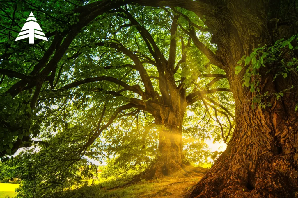 EUDR and the US Wood-Products Manufacturing Industry - Blackberry Pallet Sunlit oak trees with the white Turman Group logo in the upper left.